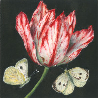 /album/fotogalerie/tulipan-motyl-002-oriz-jpg/